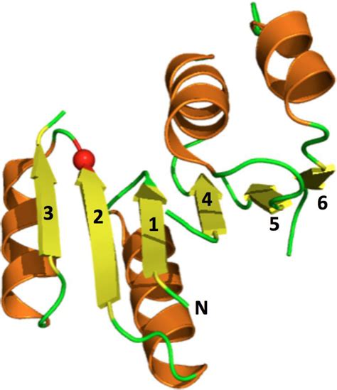 rossmann fold in tubulin.